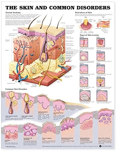 The Skin and Common Disorders Anatomical Chart