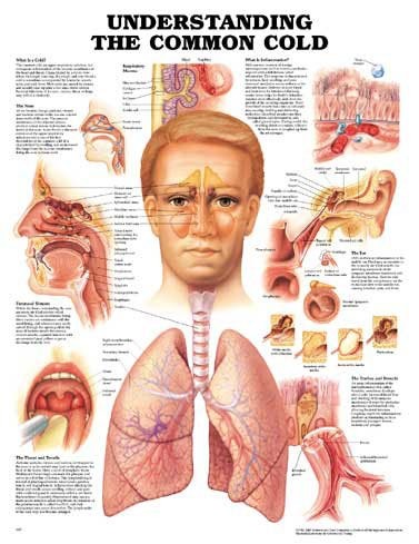 Understanding the Common Cold Anatomical Chart