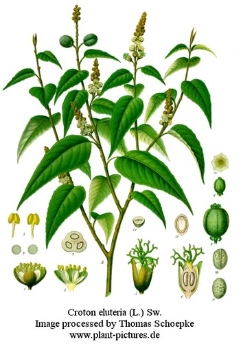 Textbook of pharmacognosy