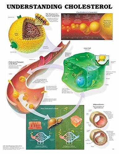 Understanding Cholesterol Anatomical Chart