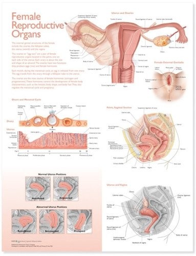 Lippincott Williams & Wilkins Atlas of Anatomy Female Reproductive Organs Chart