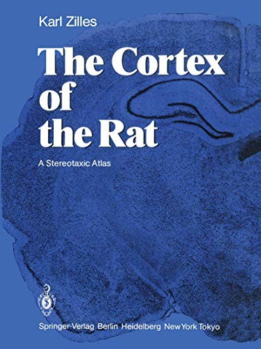The cortex of the rat