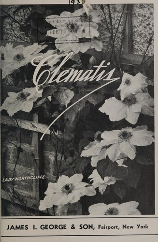 Clematis