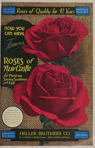Now you can have famous roses of New Castle for planting spring, summer and fall
