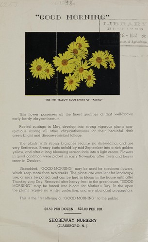Good Morning, the 1937 yellow root-sport of astrid
