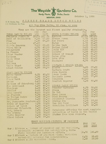 Finest grade Dutch bulbs