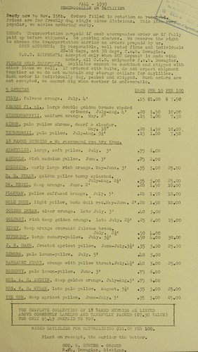 Fall 1939, hemerocallis or daylilies