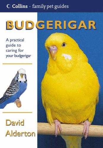 Budgerigar