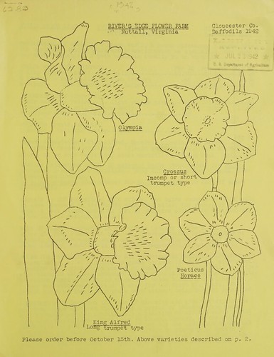 Daffodils 1942