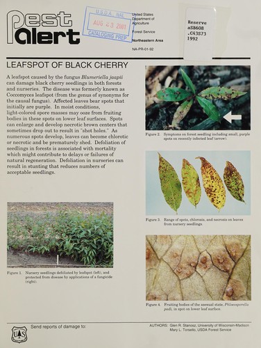 Leafspot of black cherry