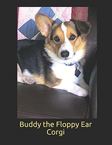 Buddy The Floppy Ear Corgi