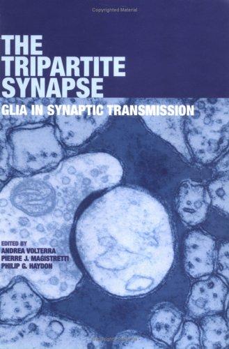 Tripartite Synapse