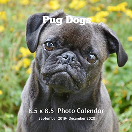Pug Dogs 8.5 X 8.5 Photo Calendar September 2019 -December 2020