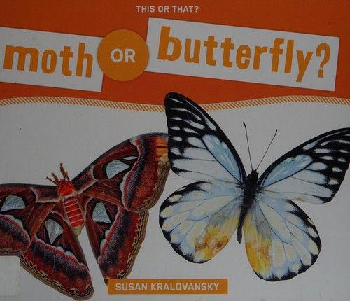 Moth or butterfly?