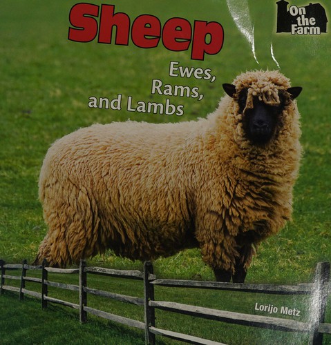 Sheep