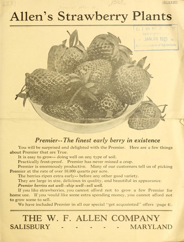 Allen's strawberry plants