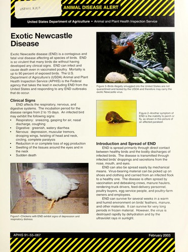 Avian influenza
