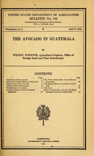 The avocado in Guatemala