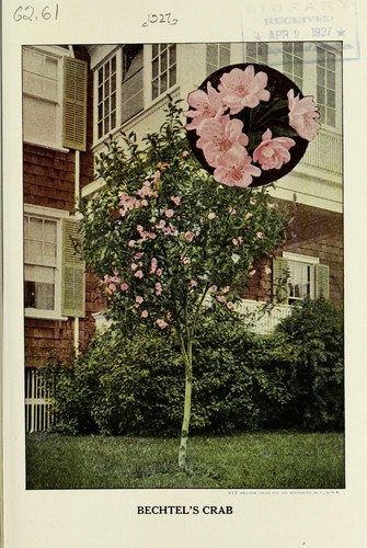 Bechtel's flowering crab