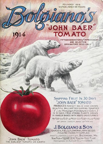 Bolgiano's "John Baer" tomato