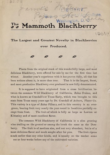 The mammoth blackberry