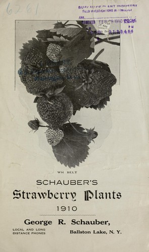 Schauber's strawberry plants