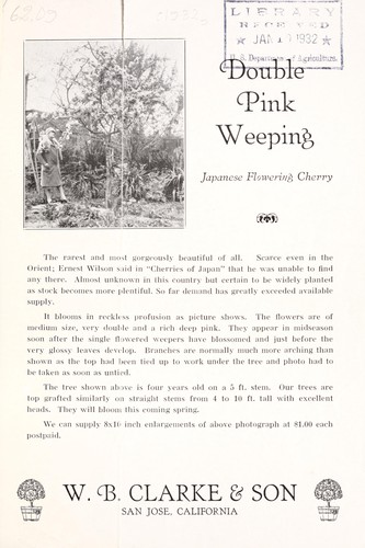 Double pink weeping Japanese flowering cherry