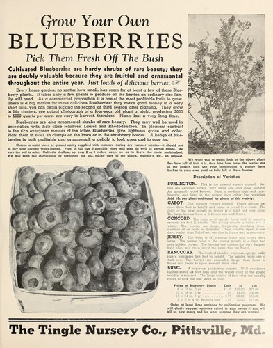 Grow your own blueberries