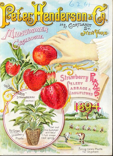 Midsummer catalogue