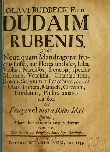 Olavi Rudbeck filii Dudaim rubenis