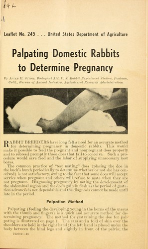 Palpating domestic rabbits to determine pregnancy