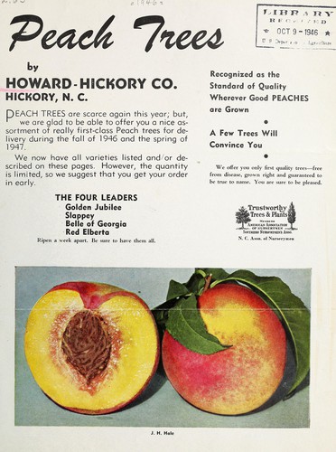 Peach trees