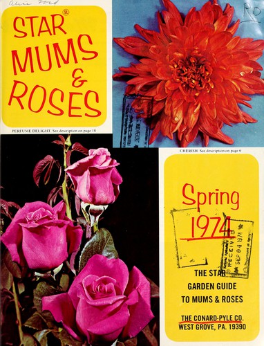 Star mums & roses