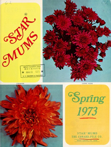 Star mums