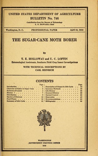 The sugar-cane moth borer