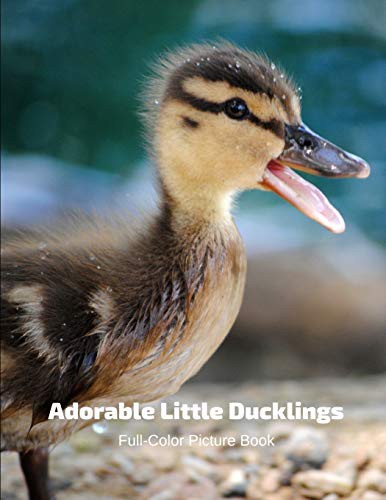 Adorable Little Ducklings Full-Color Picture Book