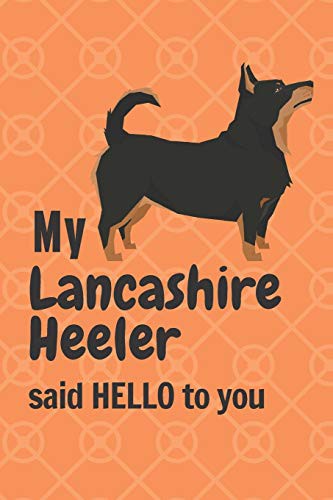 My Lancashire Heeler said HELLO to you