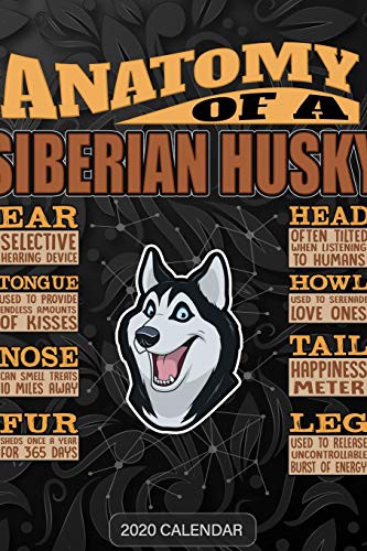 Anatomy Of A Siberian Husky