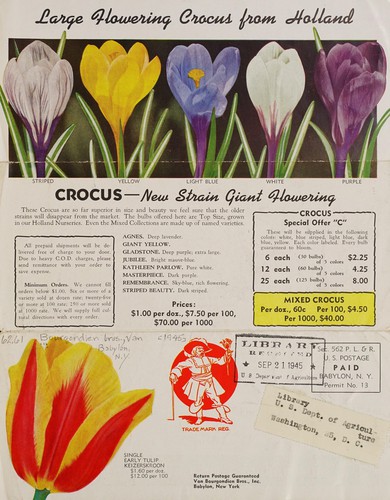 Single early tulip, Keizerskroon