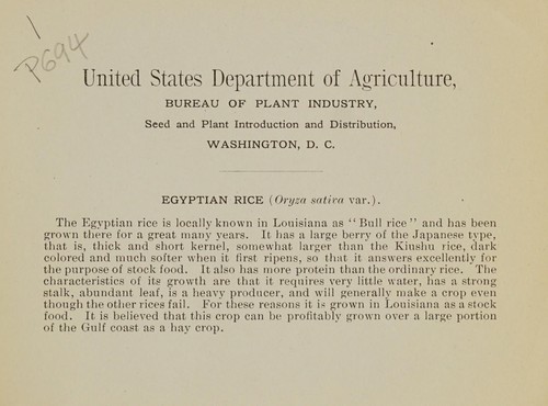 Egyptian rice (Oryza sativa var.).