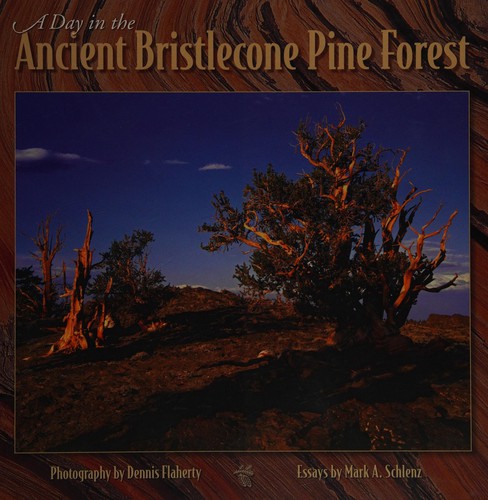 A day in the ancient bristlecone pine forest