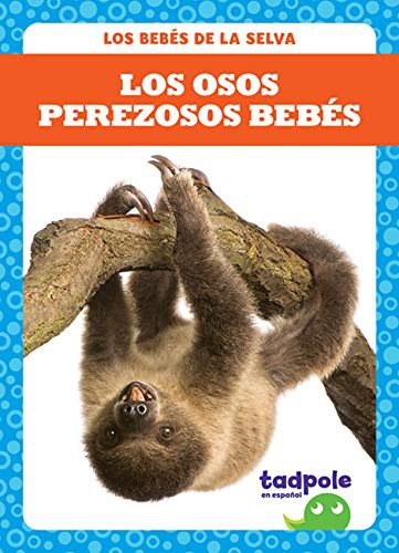 Los osos perezosos bebés