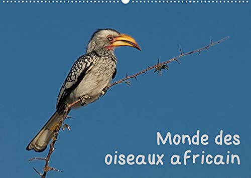 Monde des oiseaux africain
