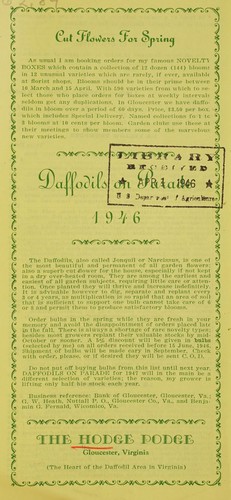 Daffodils on parade, 1946