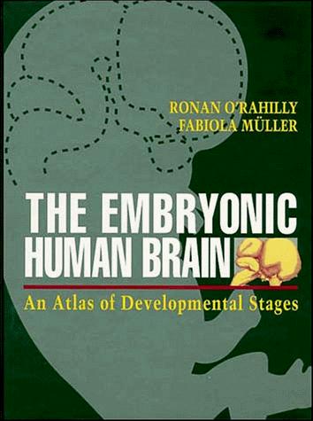 The embryonic human brain