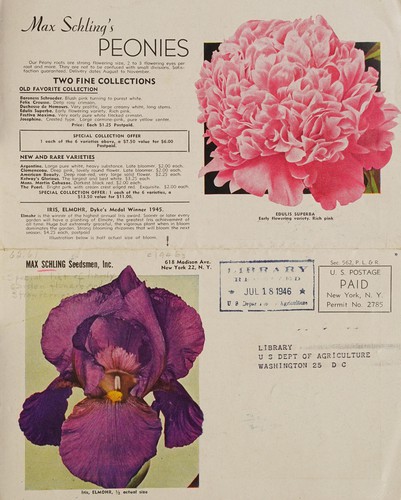 Iris, Elmohr