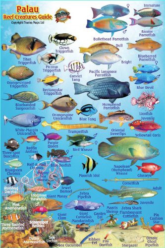 Palau Reef Creatures Guide Franko Maps Laminated Fish Card 4" x 6"