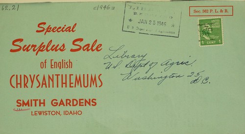 Special surplus sale of English chrysanthemums