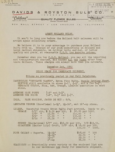 About Holland bulbs