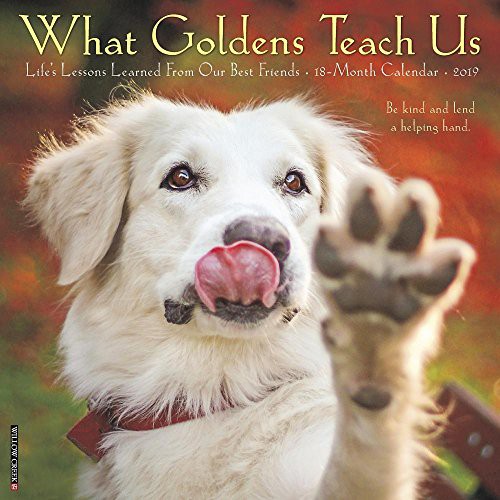 What Goldens Teach Us 2019 Wall Calendar